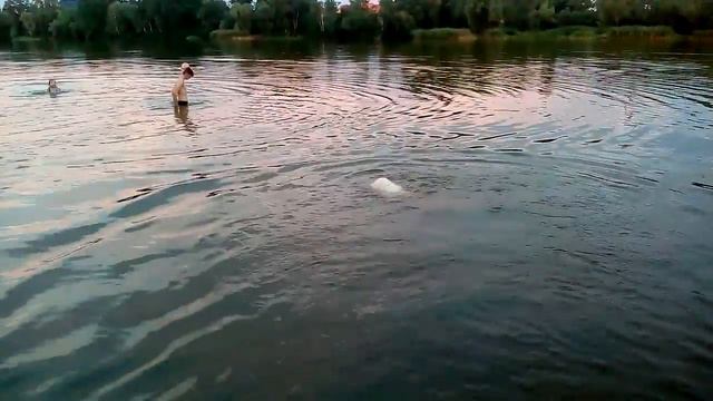 Собака-ниряка) смотреть онлайн