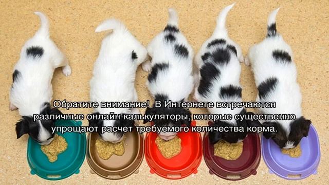 Как перевести собаку на сухой корм с натурального питания смотреть онлайн