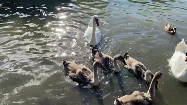 СВЯЗАЛ СВОЮ ЖИЗНЬ НЕ С ТОЙ, НО ВОВРЕМЯ ОДУМАЛСЯ. Поучительная жизненная история и аудио рассказ. смотреть онлайн