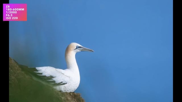 Nikon Z 180-600mm VR. First look. samples. image quality & focusing. смотреть онлайн