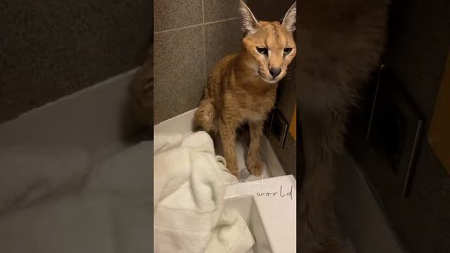 Roo the Caracal gets a bath - extended version смотреть онлайн