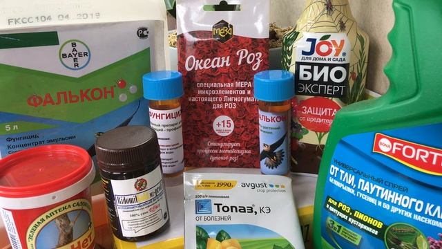 Розы после зимы. Как ухаживать и чем обрабатывать? Рекомендации по уходу смотреть онлайн