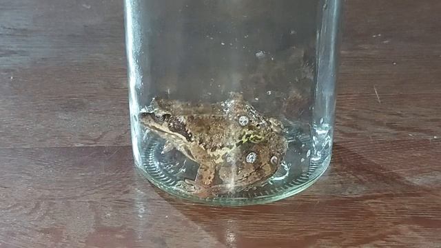 ОТДАТЬ ХВОРЬ ЖАБЕ СИЛЬНО ДЛЯ ВСЕХ | ИНГА ХОСРОЕВА | ВЕДЬМИНА ИЗБА смотреть онлайн