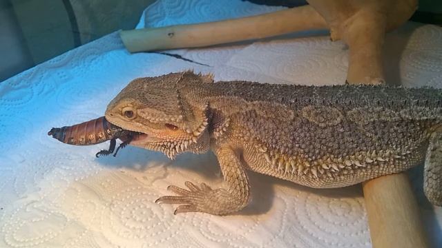 Bearded dragon feeding / кормление бородатой агамы смотреть онлайн