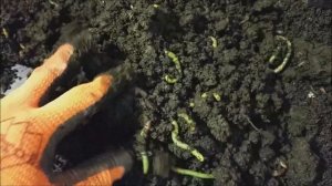 Зеленые дождевые черви. Разведение червей. Зеленые черви.Dendrobaena green