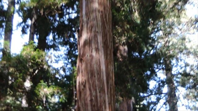 My Mix. Enchanted Redwood Forest. Nikon Cool Pix P520. Had It For Eight Years, And Still Going.....