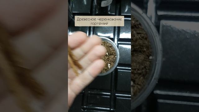 Древесное черенкование гортензий | Секреты | Одревесневшими черенками смотреть онлайн