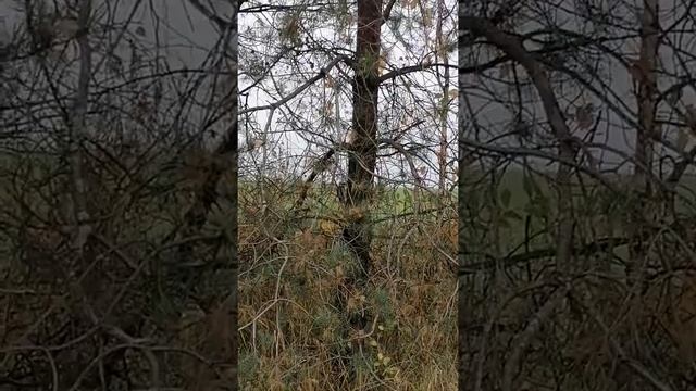 Дача, природа... Тишина! смотреть онлайн