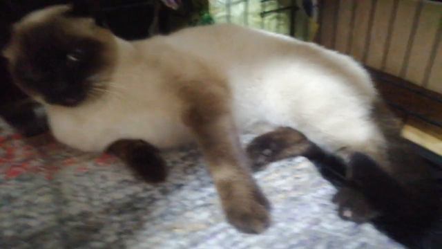 Злю сиамского кота!