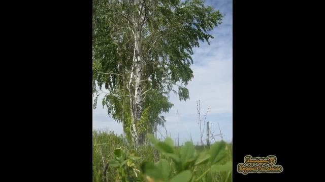 Ак каен! смотреть онлайн