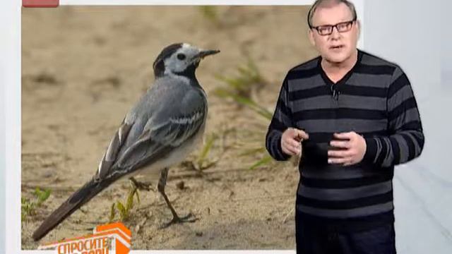 Спросите дядю Вову. Синица смотреть онлайн