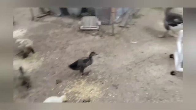 Raising Ducks & Geese Nutritional Requirements & Treats #duck #goose #nutrition #health #education смотреть онлайн