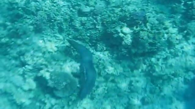МУРЕНА Египет Красное море (Egypt Red Sea Moray) смотреть онлайн