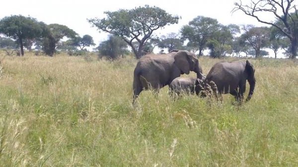 Сафари в Африке