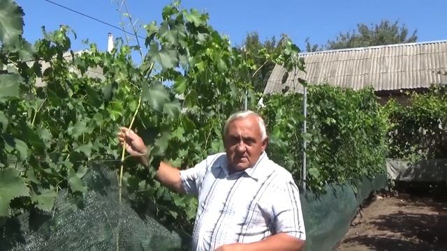 ОСНОВНЫЕ РАБОТЫ НА ВИНОГРАДНИКЕ В АВГУСТЕ смотреть онлайн
