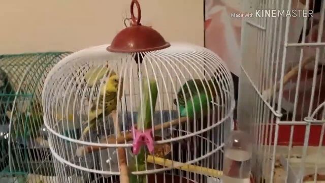 Комнатные цветы и волнистые попугайчики. смотреть онлайн