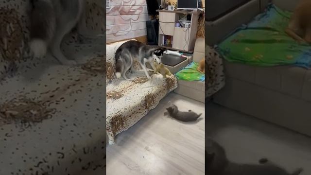 Кот Вася пристаёт к собакам | #shorts смотреть онлайн