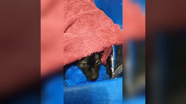 Такого Вы не видели! Померанский шпиц Макс на спа-процедурах! смотреть онлайн