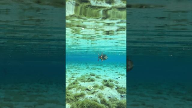 Дичь и акита) смотреть онлайн
