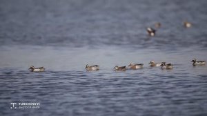 Чирок-трескунок, голос, Чоң чүрөк