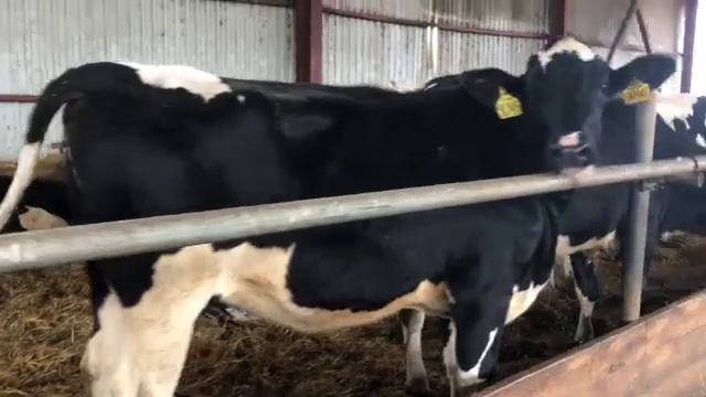 Племенные нетели голштинской породы ЦФО SD 480p смотреть онлайн