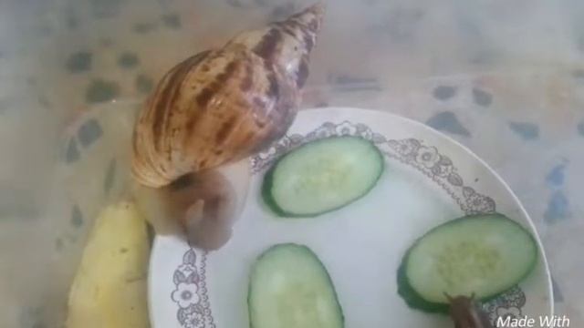 Как передвигаются улитки , мои ули??