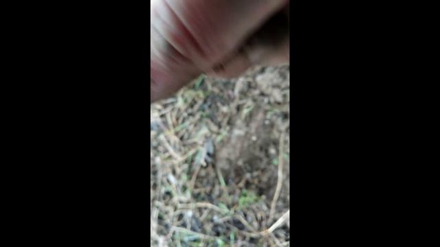 Горсть серебряной чешуи и Рарик!!! смотреть онлайн