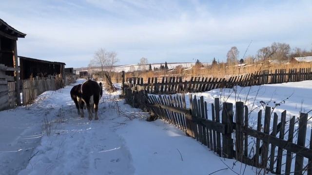 Быки сбежали. Где искать??? смотреть онлайн