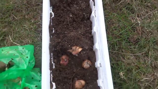 My favorite flower to grow Gladiolus of 2014 getting planted смотреть онлайн