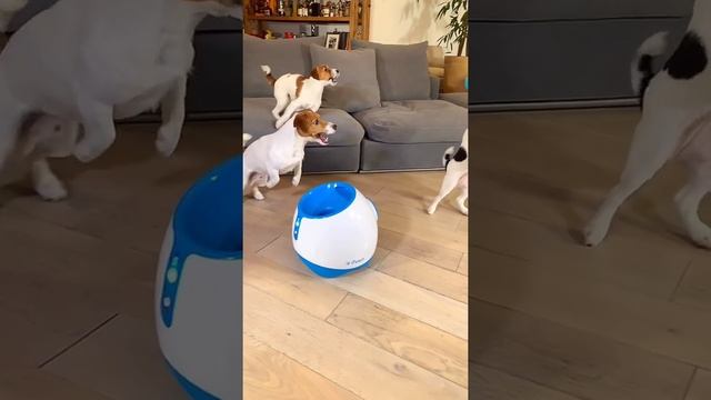 Забавные игры трех Джек Расселов с iFetch Too смотреть онлайн