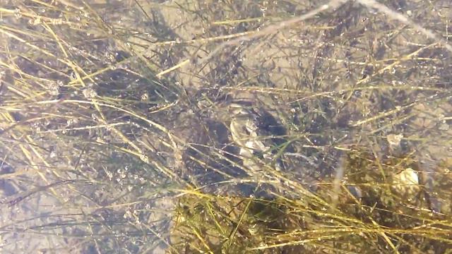 Крабы дерутся за добычу 28.09.2014 смотреть онлайн