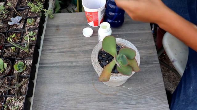 🦀🌱 DECAPITACIÓN En SUCULENTAS: Reproducción Y Corrección De Crecimiento | PIC Plantas