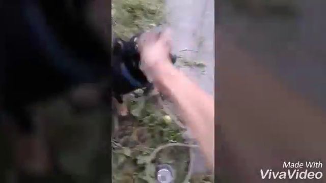 У меня появилась собака!!!!! смотреть онлайн