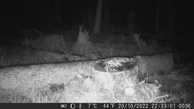 у пенька. фотоловушка смотреть онлайн