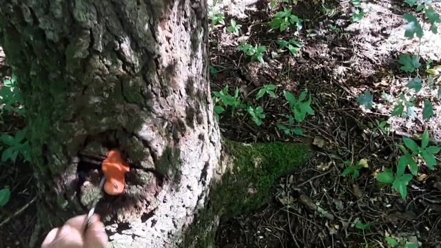 Собираем печёночный гриб лат Fistulina hepatica — гриб трутовик семейства Фистулиновые. смотреть онлайн