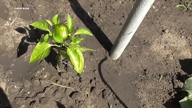 Наш огородик в начале июня. Удачный сорт клубники смотреть онлайн