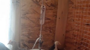 Брудер для цыплят...уменьшаем влажность...