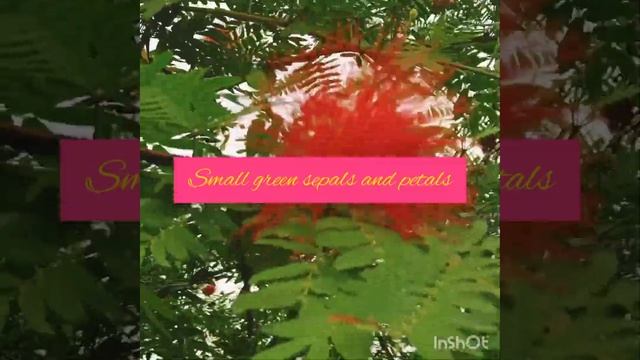 #Pink Powder Puff #Calliandra surinamensis #Ornamental смотреть онлайн