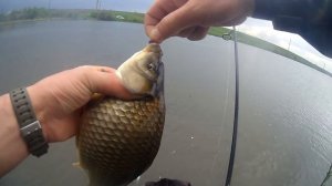 Ловля карася. Карась на мушки. Весняна ловля карася на бомбарду. 2