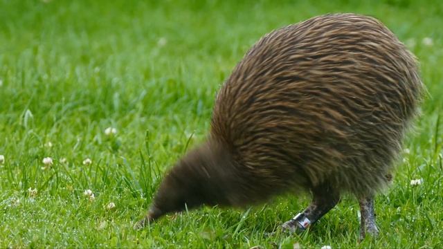 Kiwi Bird 4K