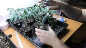Попытался вырастить компактную рассаду томатов, метод угнетения калиевой селитрой