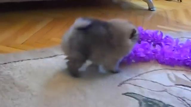 Померанский шпиц, щенок, питомник Изумрудный город смотреть онлайн