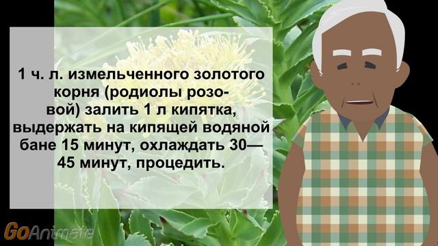 Настой золотого корня общеукрепляющий смотреть онлайн