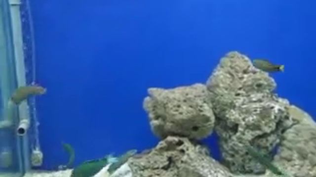 361 Вьетнам Нячанг ТАЛАССОМА ЛУННАЯ - ИНСТИТУТ ОКЕАНОГРАФИИ Nha Trang Oceanography MOON WRASSE смотреть онлайн