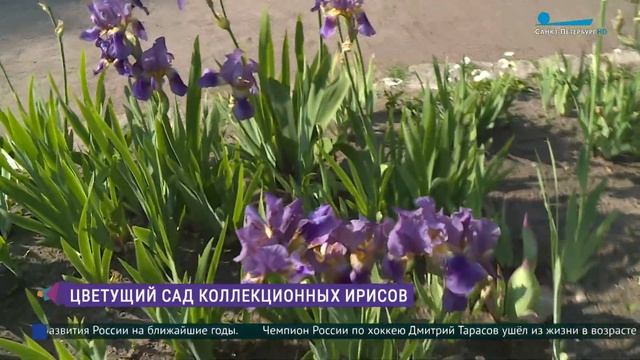 Пора цветения ирисов: прогулка по Ботаническому саду Петербурга смотреть онлайн