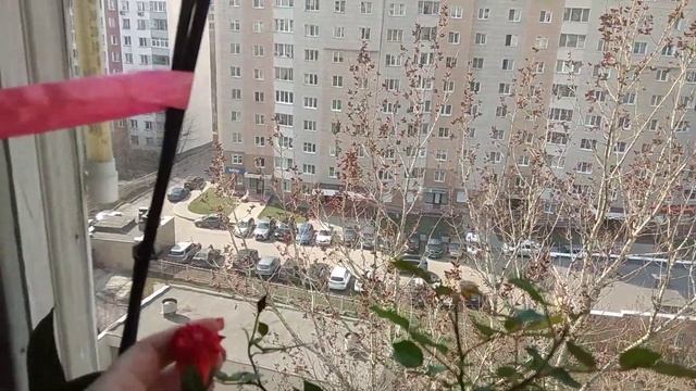 Орхидея Каменная роза (меджик арт) продолжает цветение смотреть онлайн