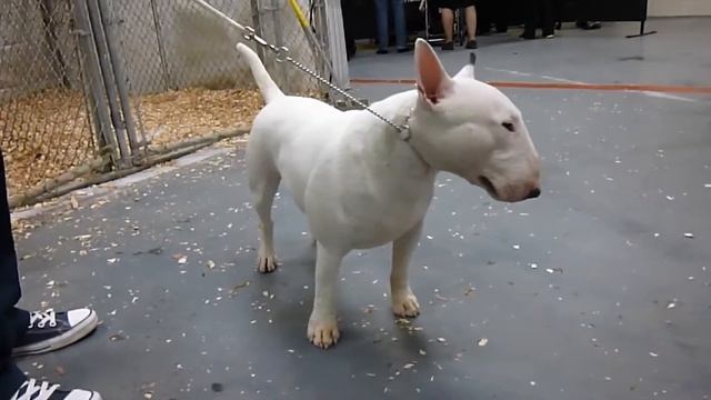 Бультерьер мини - всё о породе смотреть онлайн