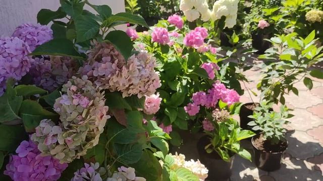 Обзор метельчатых гортензий из моей коллекции ??более 60 сортов? на 7 августа Новинки и классика смотреть онлайн