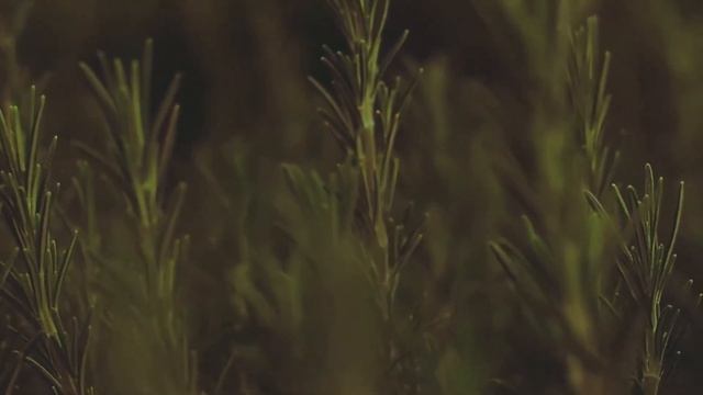 ROSEMARY ...Piano sketch by FRANK BRIDGE (1906) played by Gareth Giles смотреть онлайн