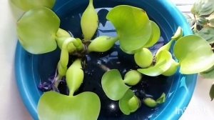 Эйхорния. ВОДНЫЙ ГИАЦИНТ. После цветения.
